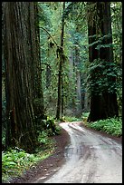 Winding Howland Hill Road, Jedediah Smith Redwoods State Park. Redwood National Park, California, USA.