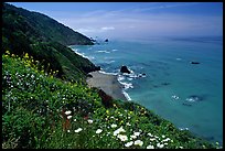 Wildflowers and Enderts Beach. Redwood National Park, California, USA. (color)