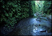 Fern-covered walls, Fern Canyon. Redwood National Park, California, USA. (color)