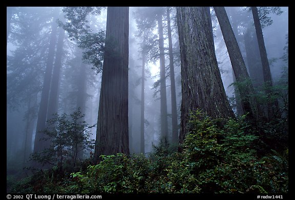 Looking up tall coast redwoods (Sequoia sempervirens) in fog. Redwood National Park, California, USA.