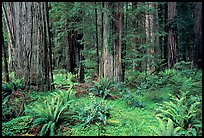 Ferns, redwoods, Del Norte Redwoods State Park. Redwood National Park, California, USA.