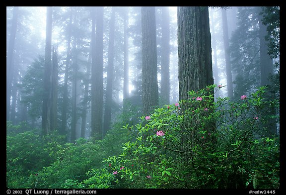Rododendrons, tall coast redwoods, and fog, Del Norte. Redwood National Park, California, USA.