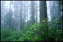 Rododendrons, tall coast redwoods, and fog, Del Norte Redwoods State Park. Redwood National Park, California, USA.