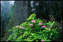 Rododendrons in bloom and thick redwood tree, Del Norte Redwoods State Park. Redwood National Park, California, USA.