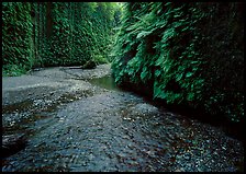 Narrow Fern Canyon with stream and walls covered with ferms, Prairie Creek Redwoods State Park. Redwood National Park, California, USA.