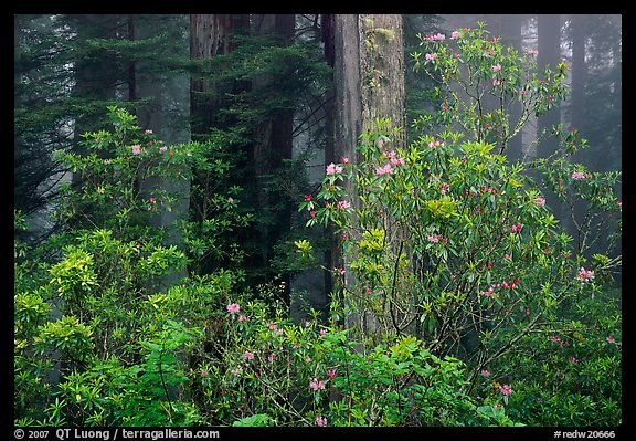 Rhododendrons in coastal redwood forest with fog. Redwood National Park, California, USA.