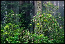 Rhododendrons in redwood forest with fog. Redwood National Park ( color)