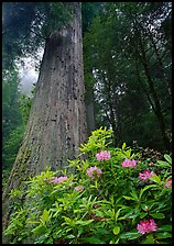Rhododendron flowers at the base of redwood tree. Redwood National Park ( color)