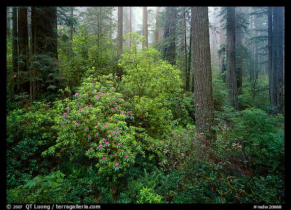 Rododendrons in bloom in redwood grove, Del Norte Redwoods State Park. Redwood National Park, California, USA.