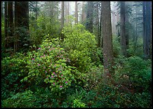 Rododendrons and redwoods, Del Norte. Redwood National Park ( color)