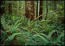 Ferms and trees in the spring, Del Norte. Redwood National Park ( color)