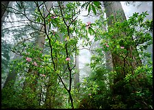 Looking up forest with fog and rododendrons. Redwood National Park, California, USA. (color)