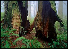 Hollowed redwood in fog, Del Norte Redwoods State Park. Redwood National Park ( color)