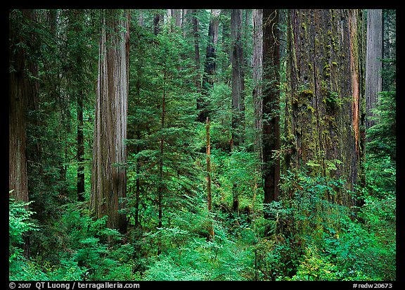 Old-growth redwood forest, Howland Hill, Jedediah Smith Redwoods State Park. Redwood National Park (color)