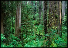 Old-growth redwood forest, Howland Hill. Redwood National Park ( color)
