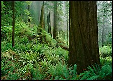 Ferns and trunks, foggy forest, Del Norte Redwoods State Park. Redwood National Park, California, USA.
