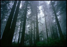 Tall redwood trees in fog, Lady Bird Johnson grove. Redwood National Park ( color)
