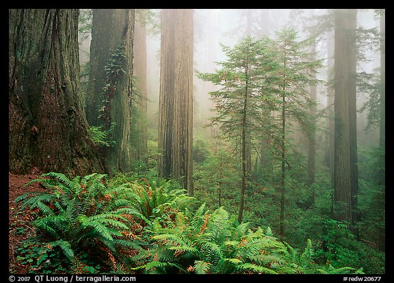 Ferns, coast redwoods, and fog, Del Norte Redwoods State Park. Redwood National Park (color)