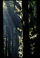 Moss and backlighted branches. Redwood National Park ( color)