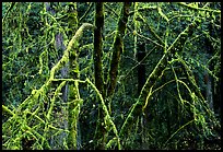 Alder and mosses. Redwood National Park ( color)