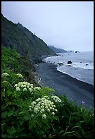 Wildflowers and beach with black sand in foggy weather, Del Norte Coast Redwoods State Park. Redwood National Park ( color)