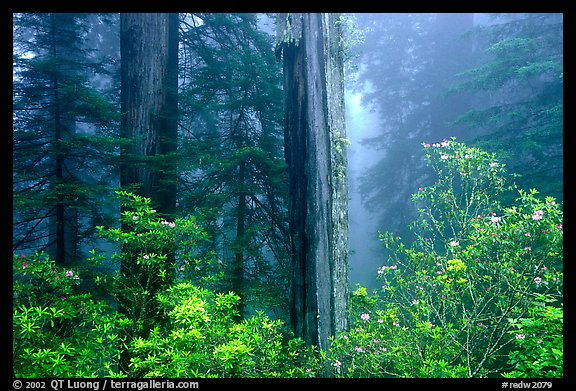 Rododendrons and redwood grove in fog, Del Norte. Redwood National Park, California, USA.