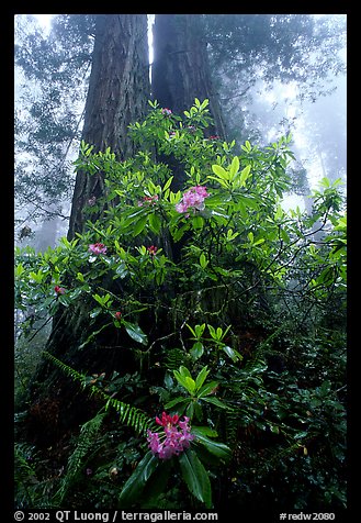 Rododendrons at  base of twin redwood trees, Del Norte. Redwood National Park, California, USA.