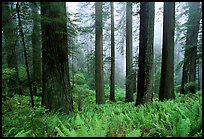 Ferns, redwood forest, and fog, Del Norte. Redwood National Park, California, USA. (color)