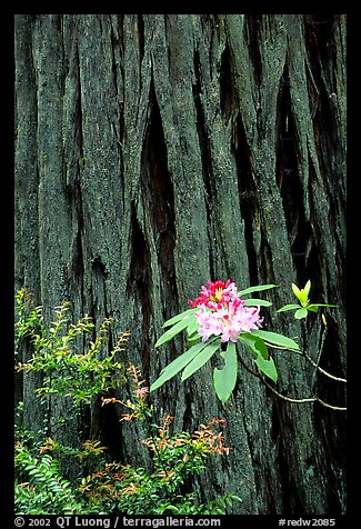 Rhodoendron flower and redwood trunk close-up. Redwood National Park, California, USA.