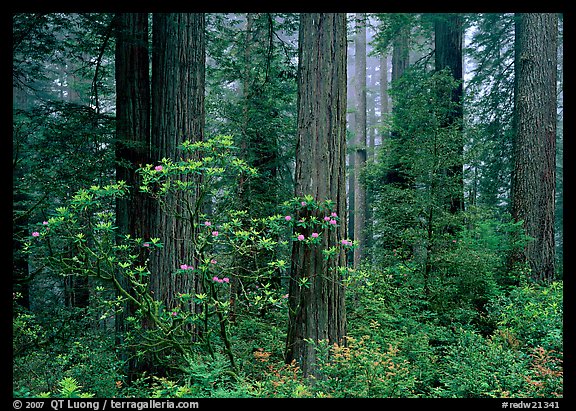 Rododendrons, redwoods, and fog, Del Norte Redwoods State Park. Redwood National Park (color)