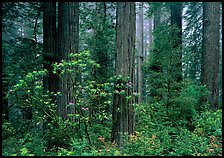 Rododendrons, redwoods, and fog, Del Norte. Redwood National Park ( color)