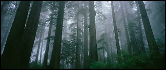Tall forest in mist. Redwood National Park (Panoramic color)