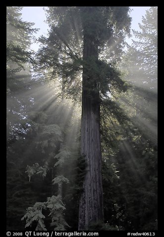 Redwood tree and sun rays in fog, Del Norte Redwoods State Park. Redwood National Park (color)