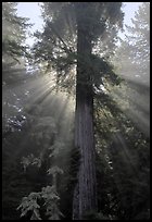Redwood tree and sun rays in fog, Del Norte Redwoods State Park. Redwood National Park, California, USA.