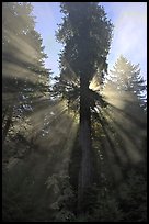 Sunrays in fog behind tall redwood, Del Norte Redwoods State Park. Redwood National Park, California, USA.