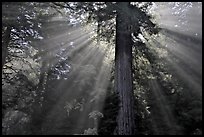 Sun rays diffused by fog in redwood forest, Del Norte Redwoods State Park. Redwood National Park, California, USA.