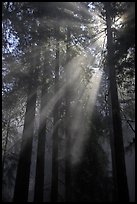 Redwood forest and sun rays, Del Norte Redwoods State Park. Redwood National Park ( color)