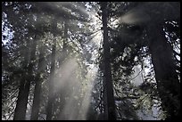 Tall redwood trees and backlit sun rays, Del Norte Redwoods State Park. Redwood National Park, California, USA.