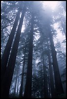 Tall redwood trees in fog, Lady Bird Johnson grove. Redwood National Park, California, USA. (color)