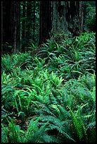 Dense pacific sword ferns and redwoods, Prairie Creek Redwoods State Park. Redwood National Park, California, USA.