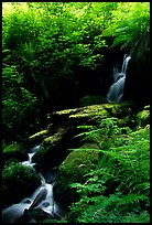 Waterfall, Prairie Creek. Redwood National Park, California, USA. (color)