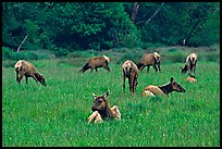 Herd of Roosevelt Elk in meadow, Prairie Creek Redwoods State Park. Redwood National Park, California, USA.