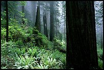 Ferns and redwoods in mist, Del Norte Redwoods State Park. Redwood National Park, California, USA.