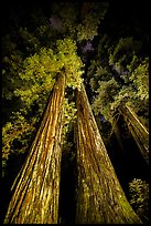 Tall redwoods lighted at night, Jedediah Smith Redwoods State Park. Redwood National Park, California, USA.