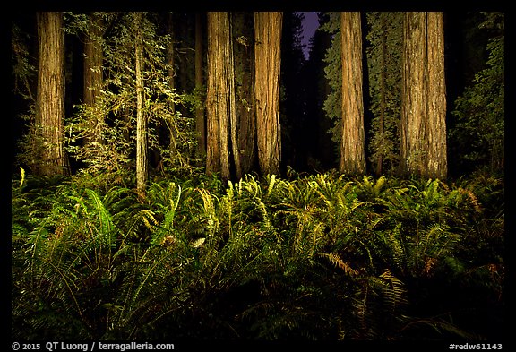 Ferns and redwoods at night, Jedediah Smith Redwoods State Park. Redwood National Park, California, USA.
