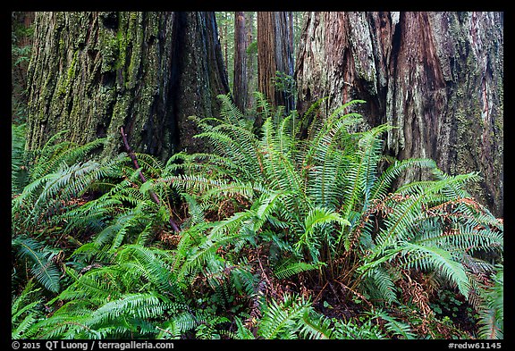 Ferns and textured trunks of giant redwoods, Stout Grove, Jedediah Smith Redwoods State Park. Redwood National Park (color)