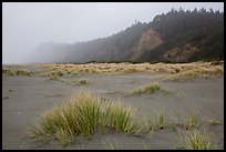 Dune grass, bluff in fog, Gold Bluffs Beach, Prairie Creek Redwoods State Park. Redwood National Park, California, USA.
