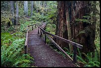 Bridge, James Irwing Trail, Prairie Creek Redwoods State Park. Redwood National Park ( color)