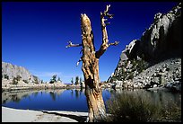 Tree skeleton, Mirror Lake, and Thor Peak, Inyo National Forest. California, USA ( color)