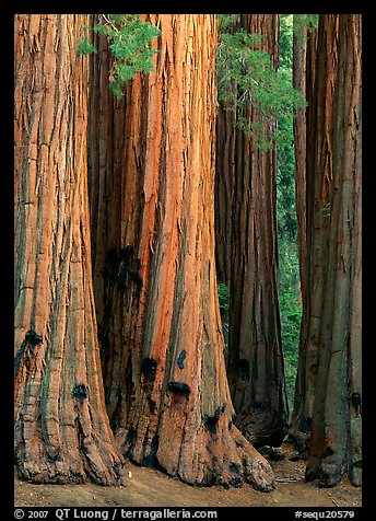 Sequoia (Sequoia giganteum) trunks. Sequoia National Park, California, USA.